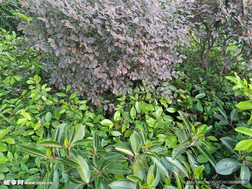 繁茂绿植景观