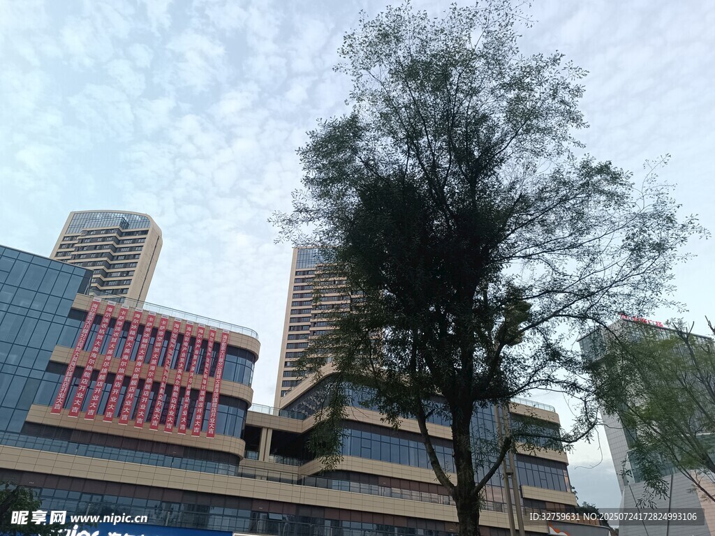 城市中高耸的树木与建筑