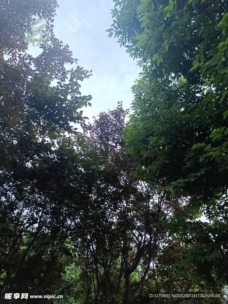 林间绿意