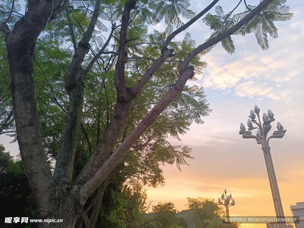 夕阳下的树木与路灯