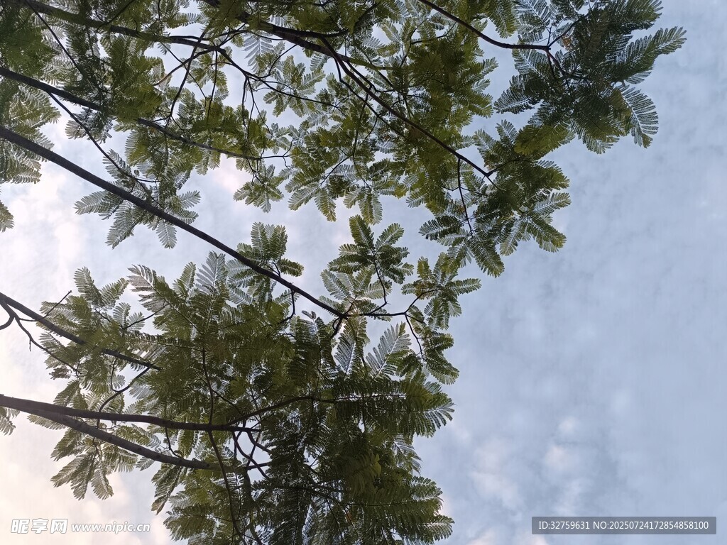 仰视葱郁树木与蓝天