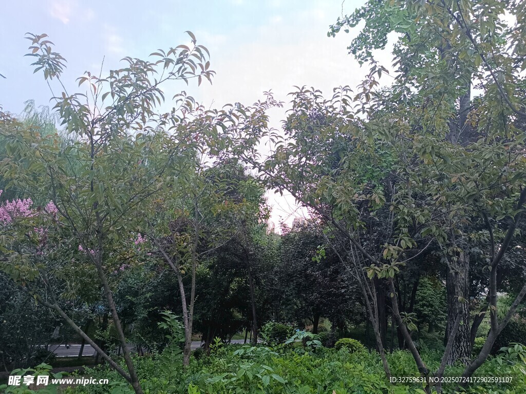 繁茂树林中的绿意景致