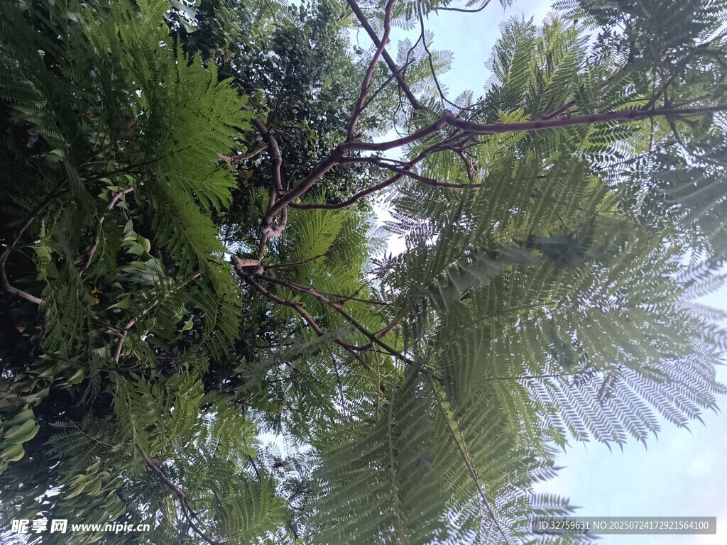 仰视葱郁繁茂的树木枝叶