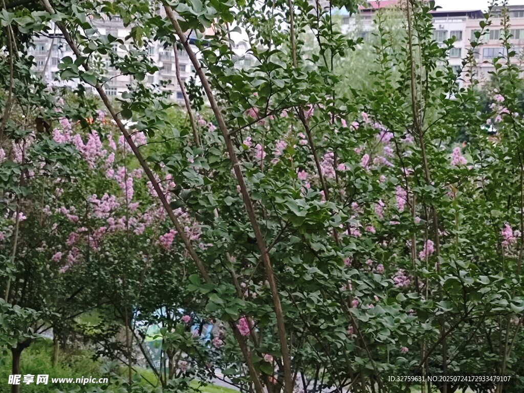 盛开的粉色花丛