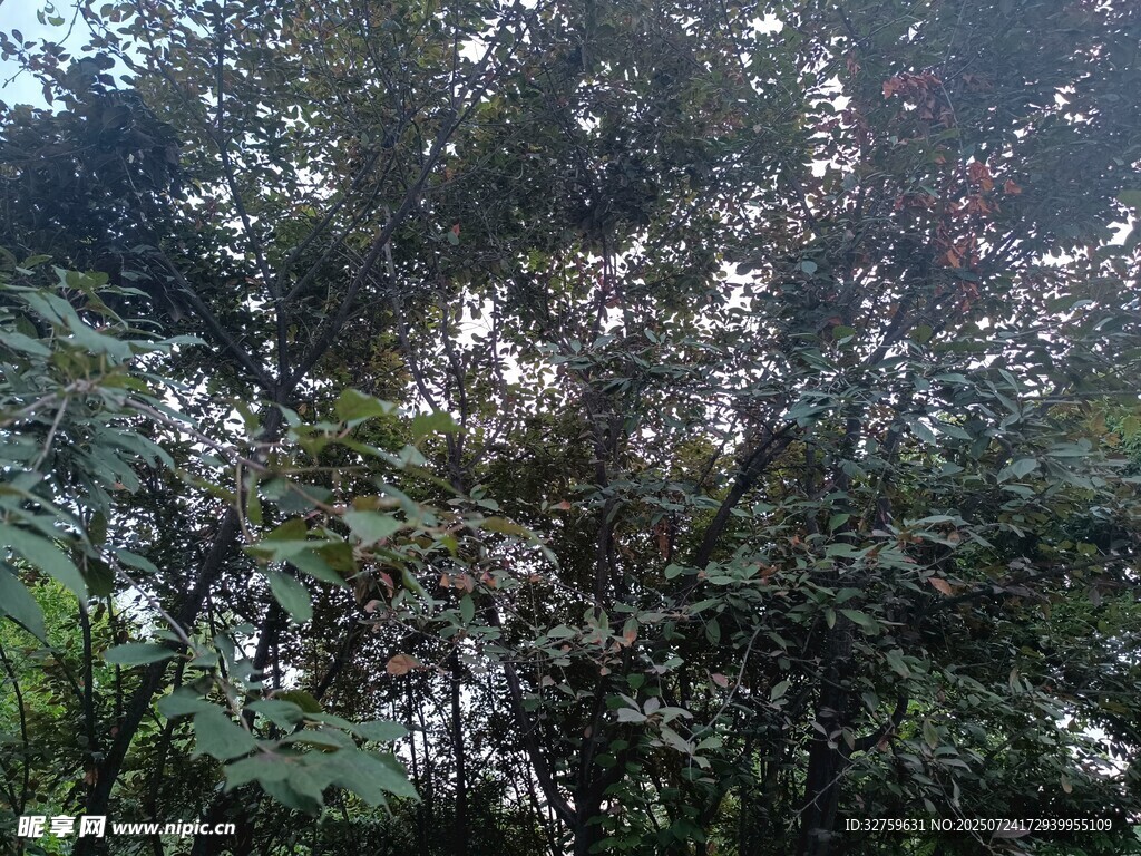 茂密丛林中的繁茂植物