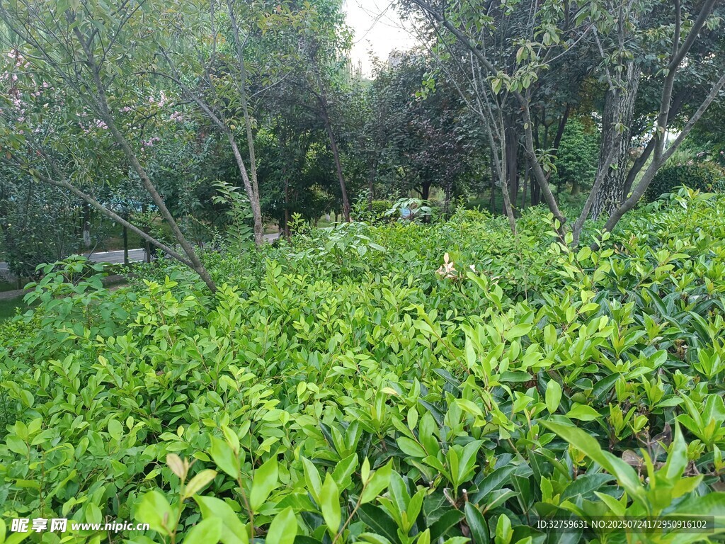 绿意盎然的繁茂植物景观