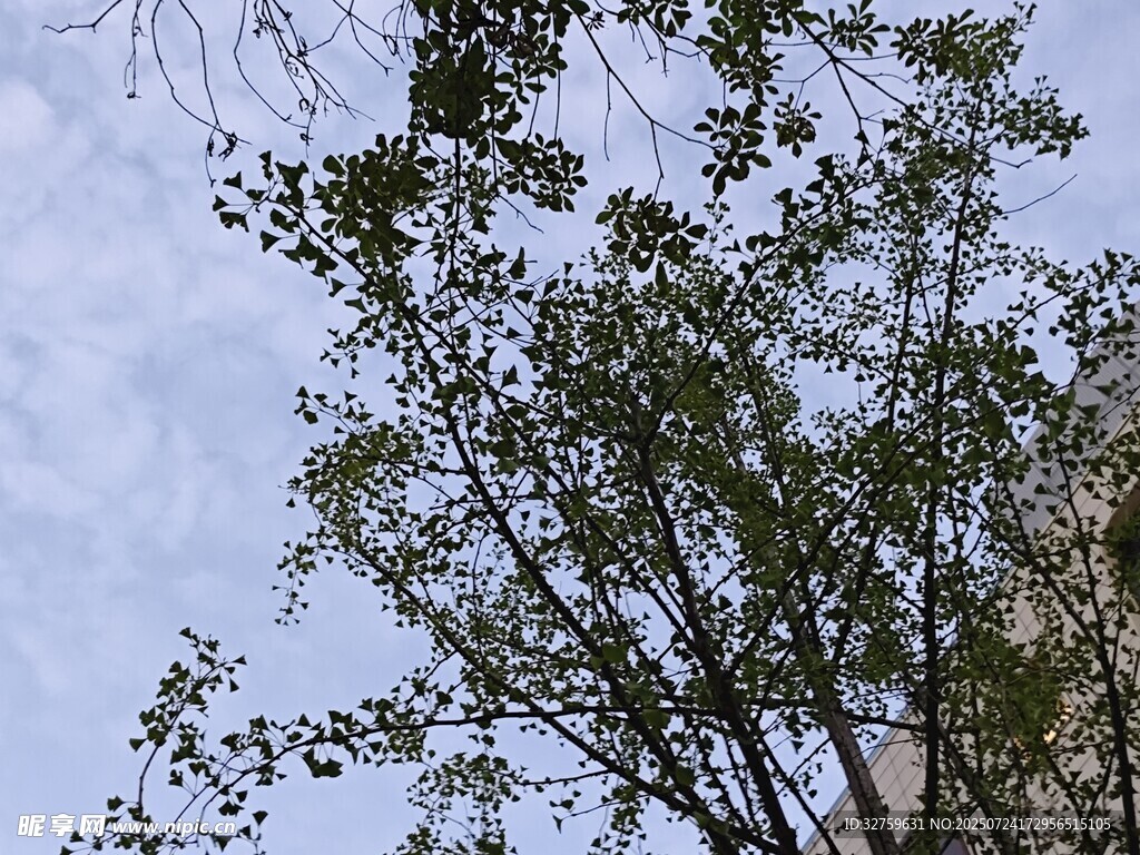 枝头绿叶映蓝天