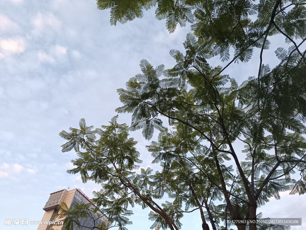 树梢之上的天空与建筑