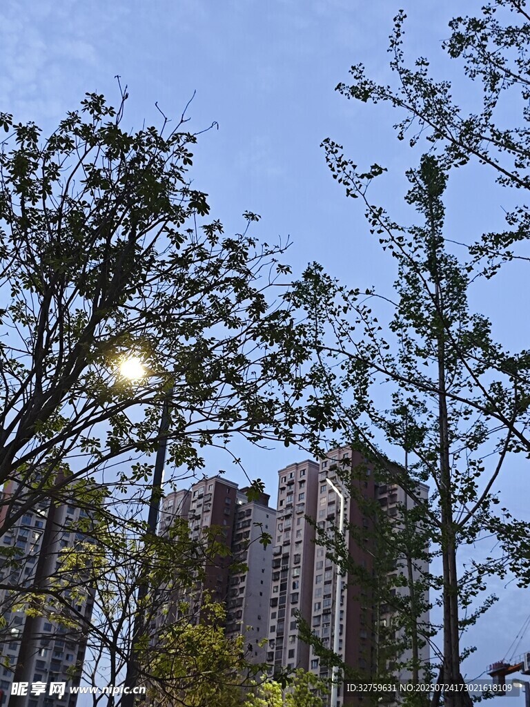高楼间的树木与蓝天景致