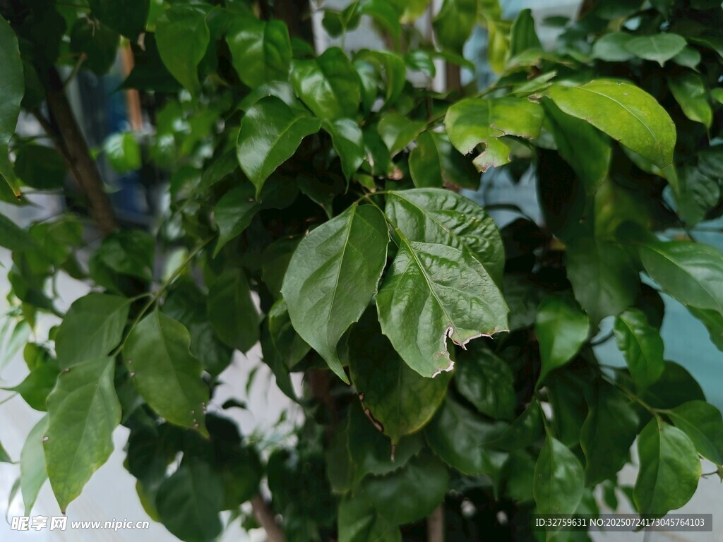 翠绿繁茂的室内绿植