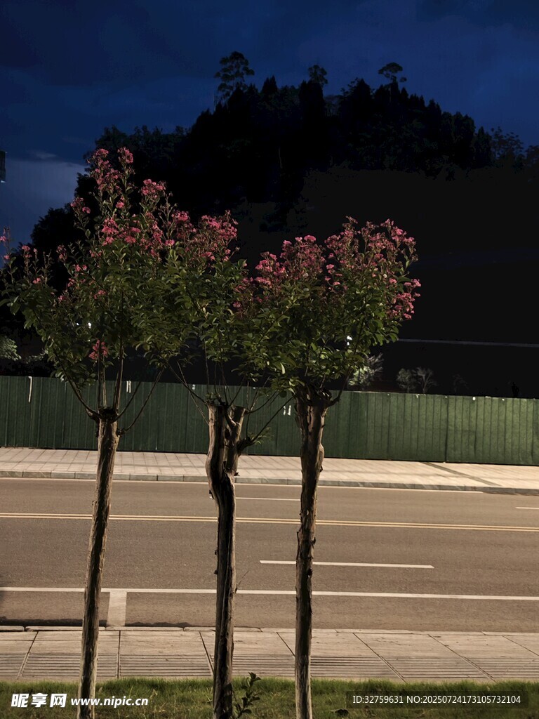 夜幕下路边绽放的繁花