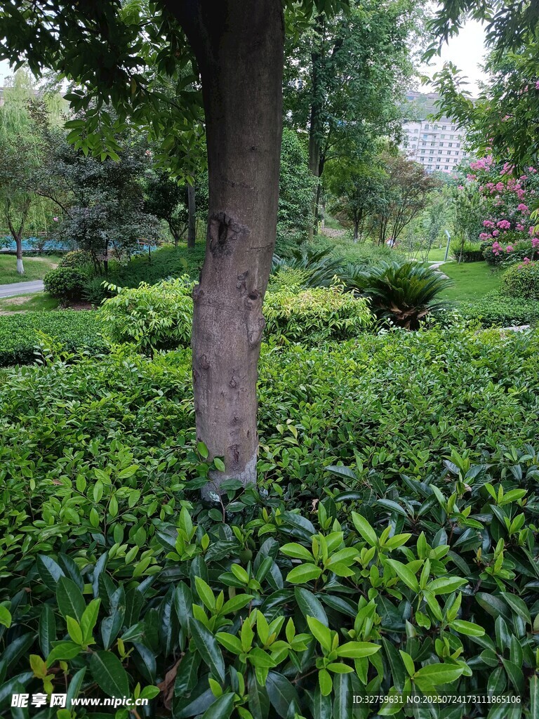 绿意盎然的树林景观