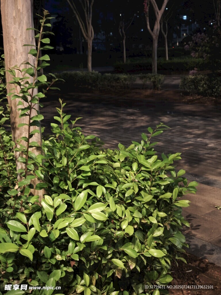 夜晚绿植景观