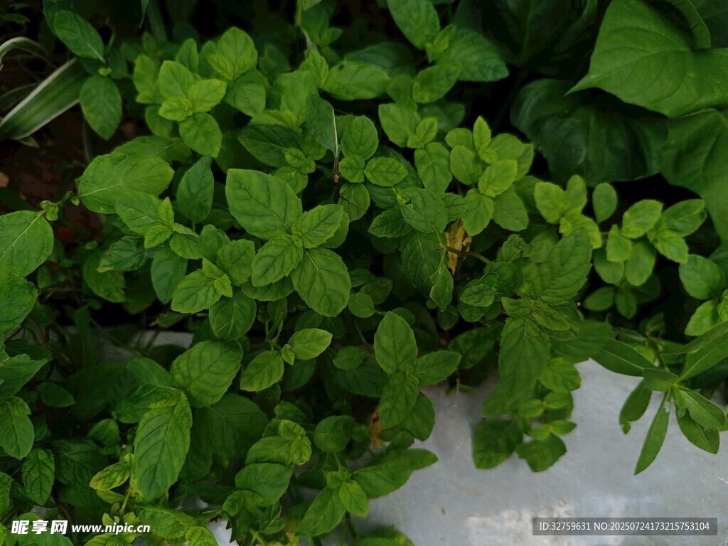 鲜嫩薄荷植物特写