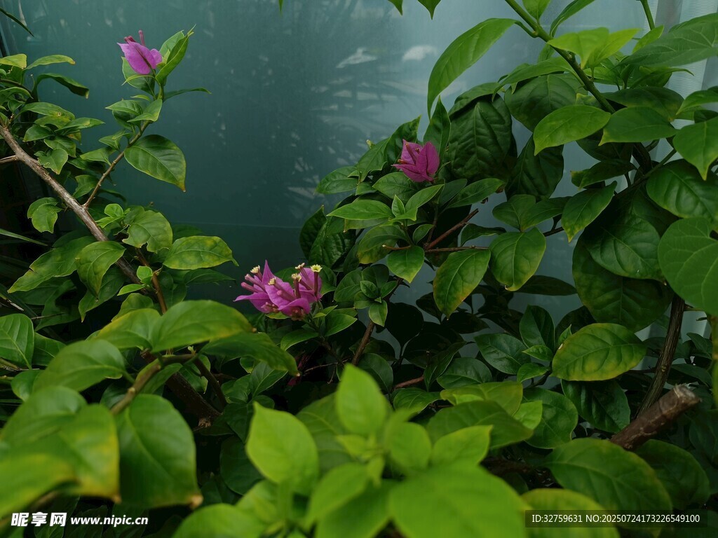 水边绽放的娇艳紫花