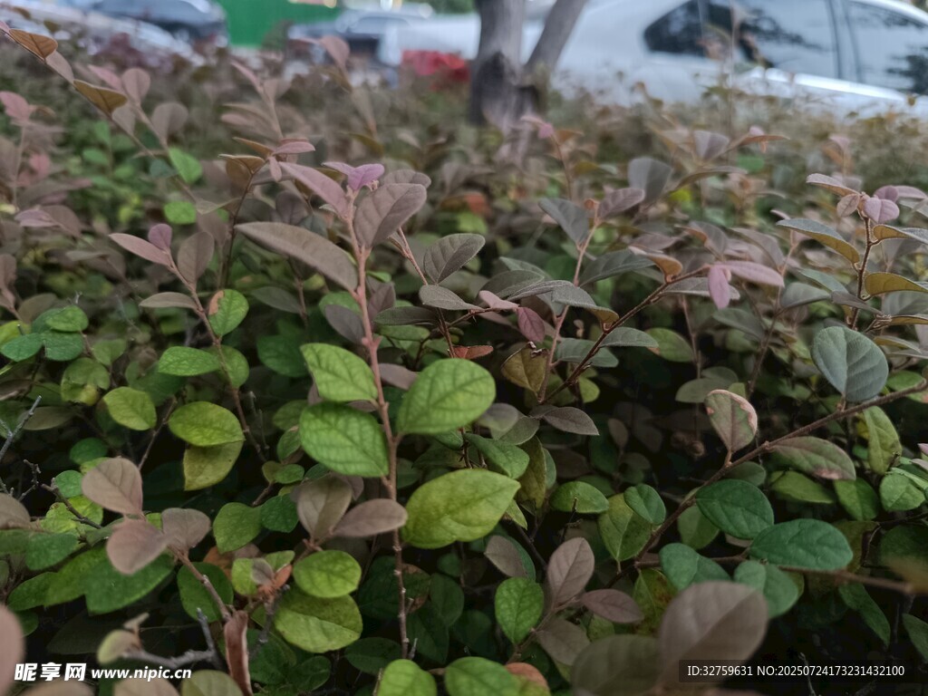 绿叶丛生的繁茂植物景观