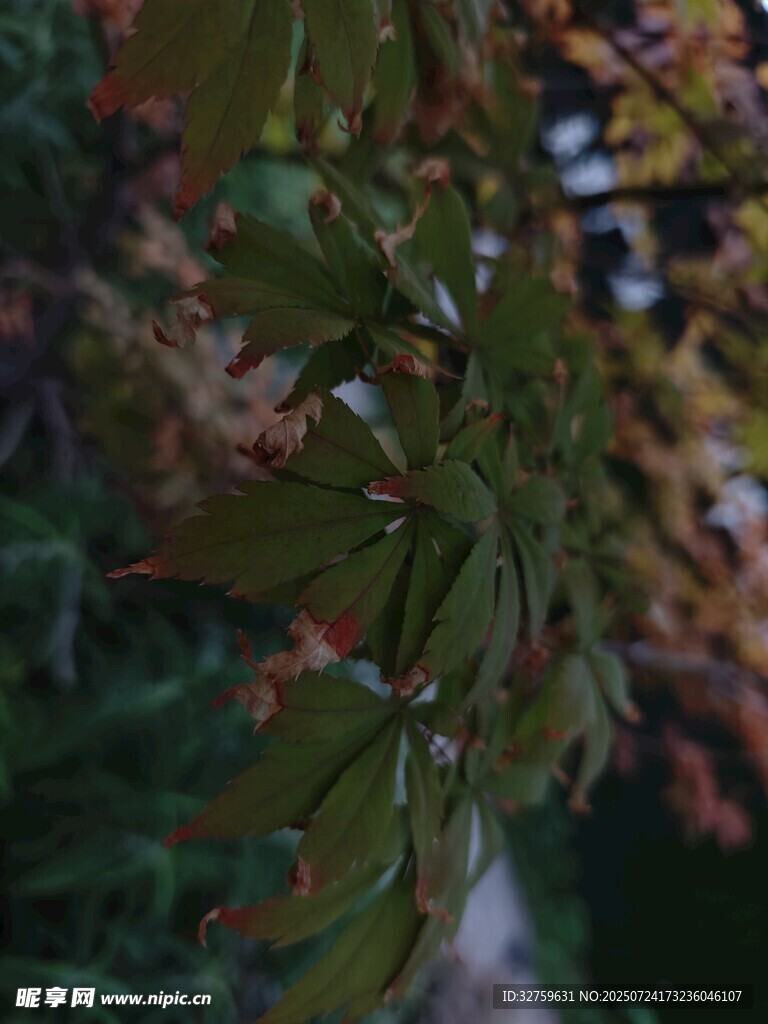 秋日红枫叶特写