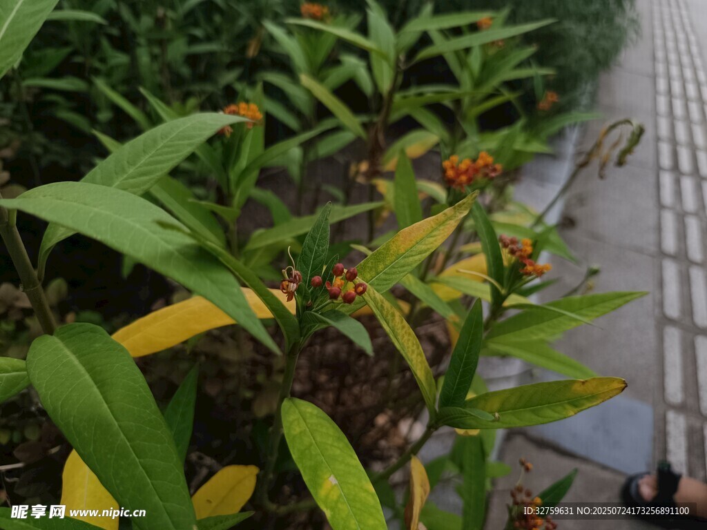 路边绿植与鲜艳果实