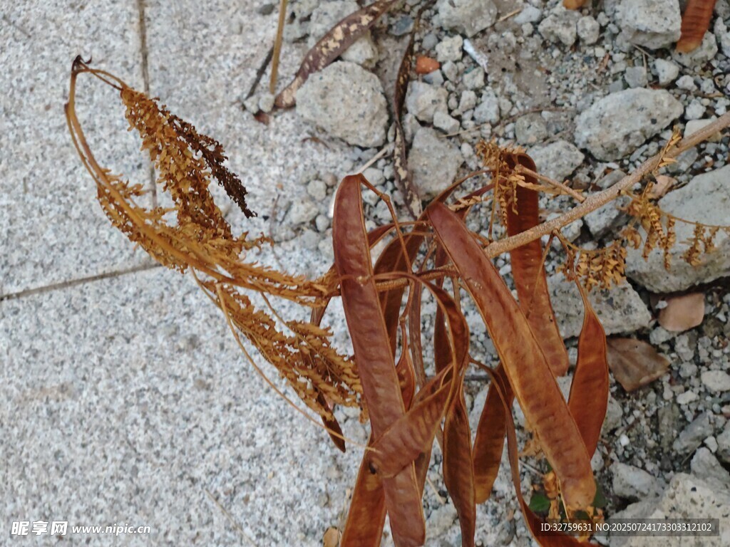 地面上的枯萎植物叶片