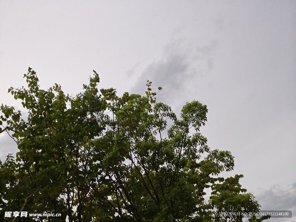 绿树映灰天
