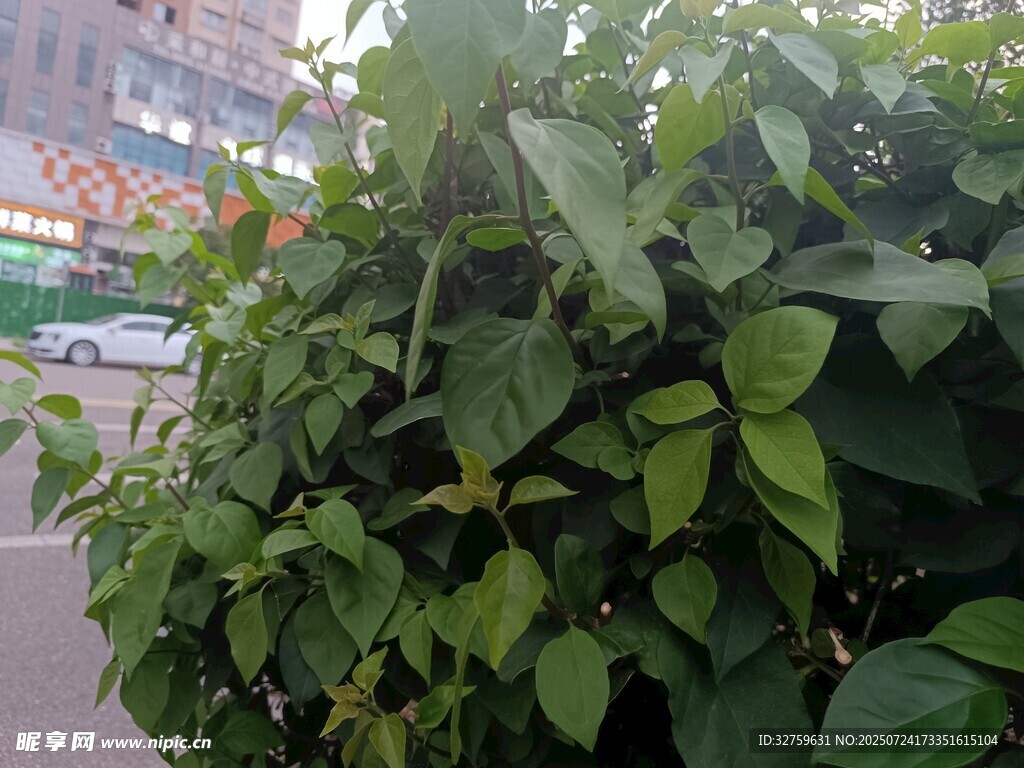 路边繁茂绿植