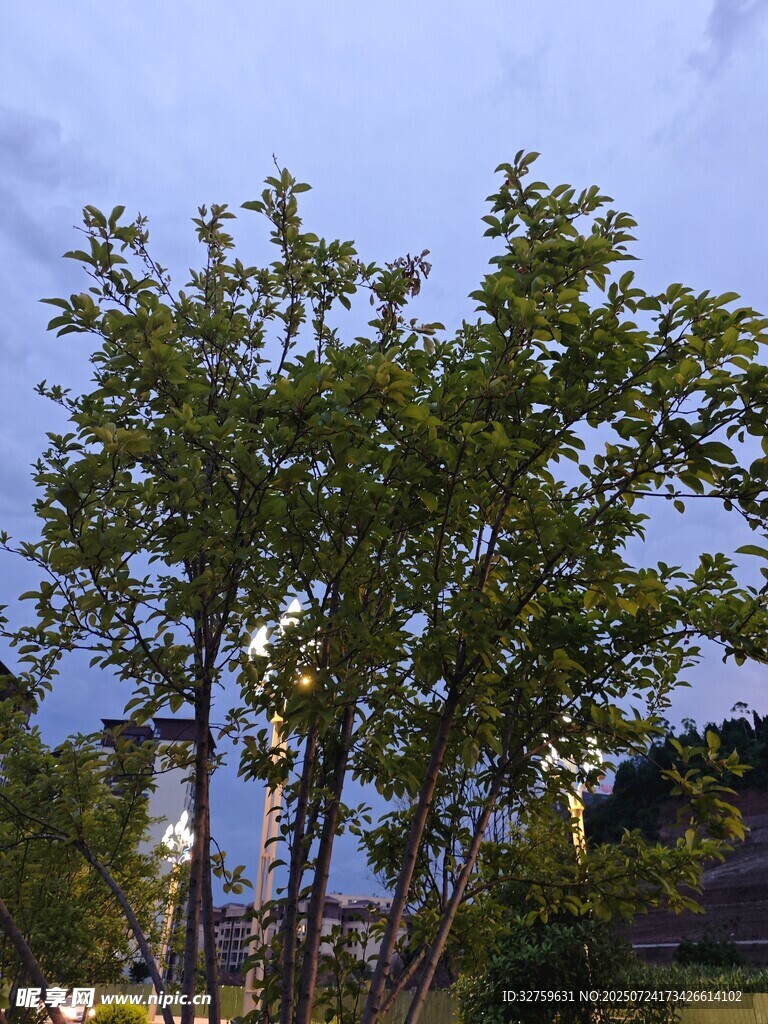 黄昏下的葱郁树木