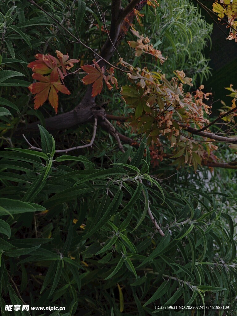秋日植物间的多彩叶子