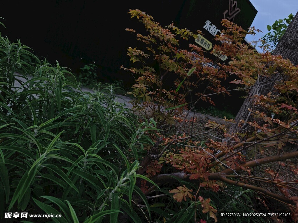 秋日园林植物景观