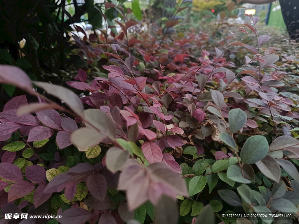 紫叶植物景观