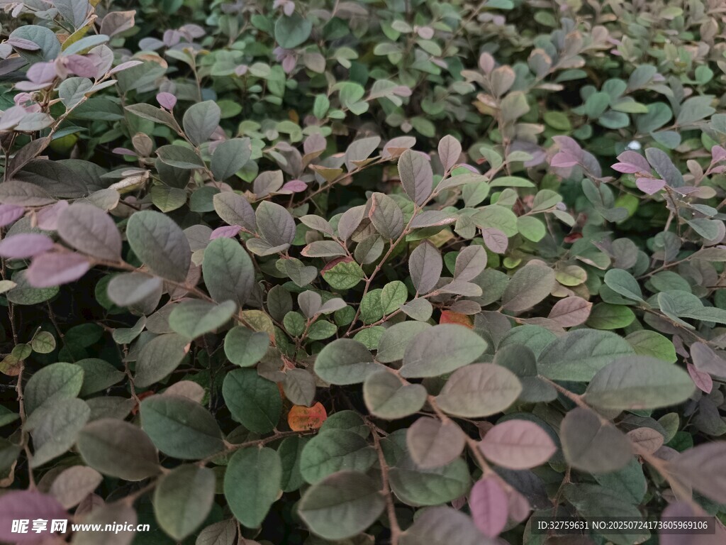 多彩叶片植物景观
