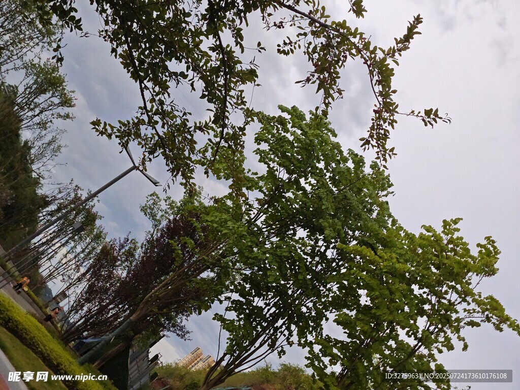 绿树蓝天