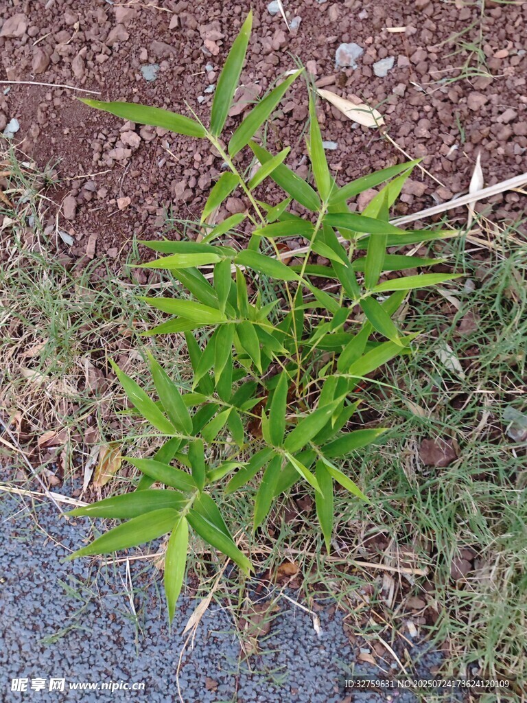 路边嫩绿小竹苗