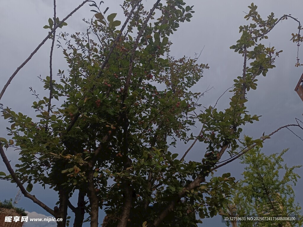 天空下的树木景观