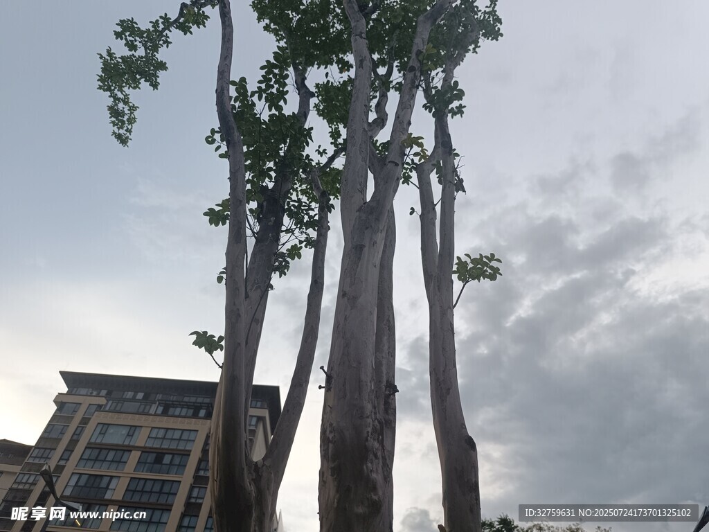 高大树木与后方建筑景观