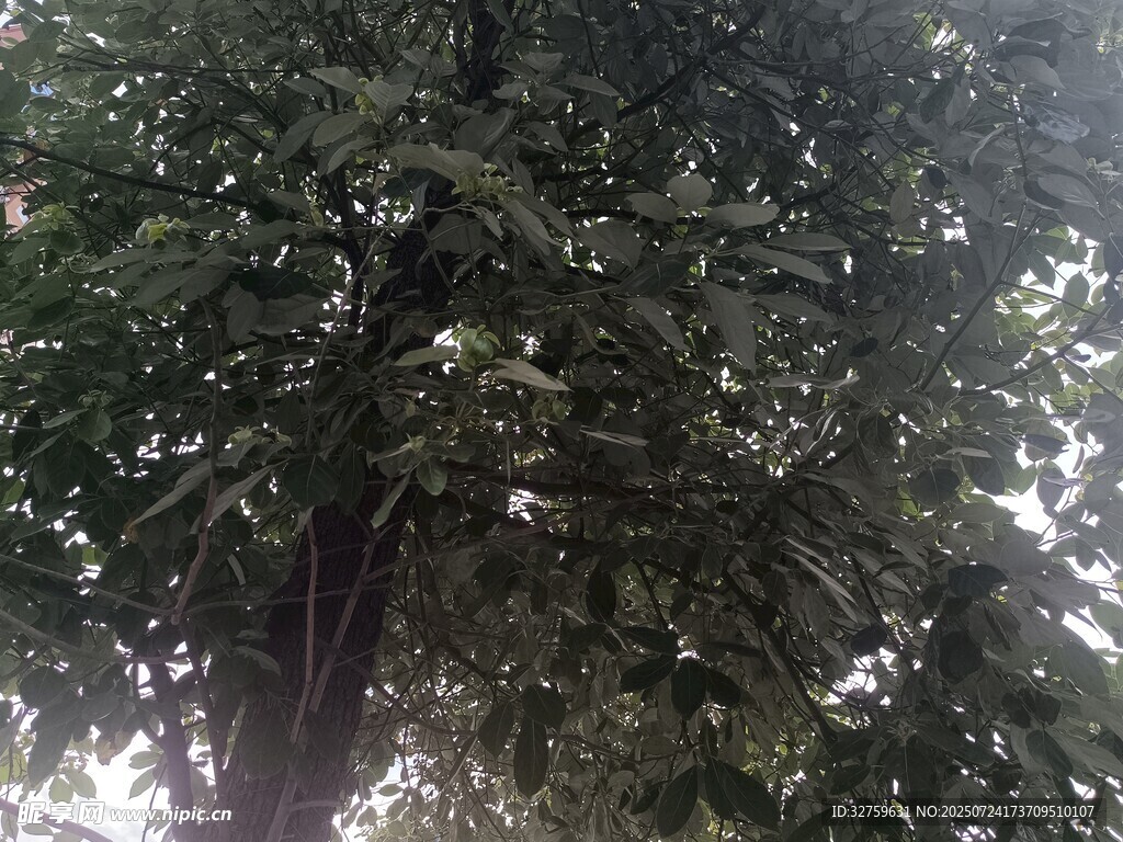 仰视茂密树冠