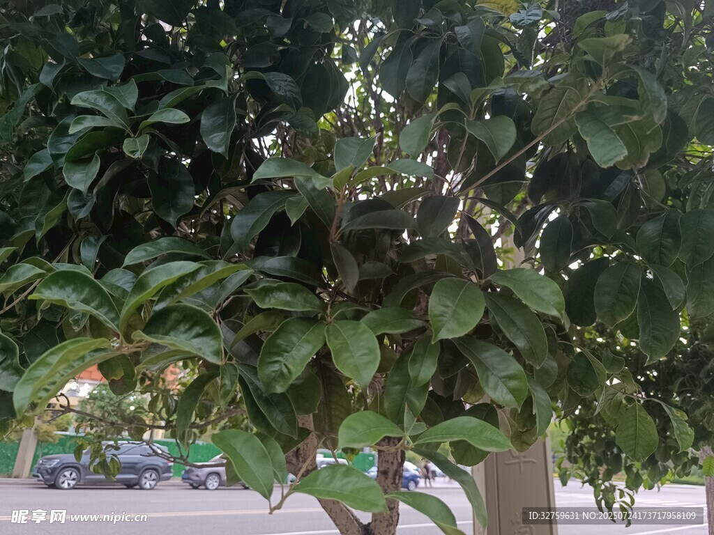绿叶繁茂的树木