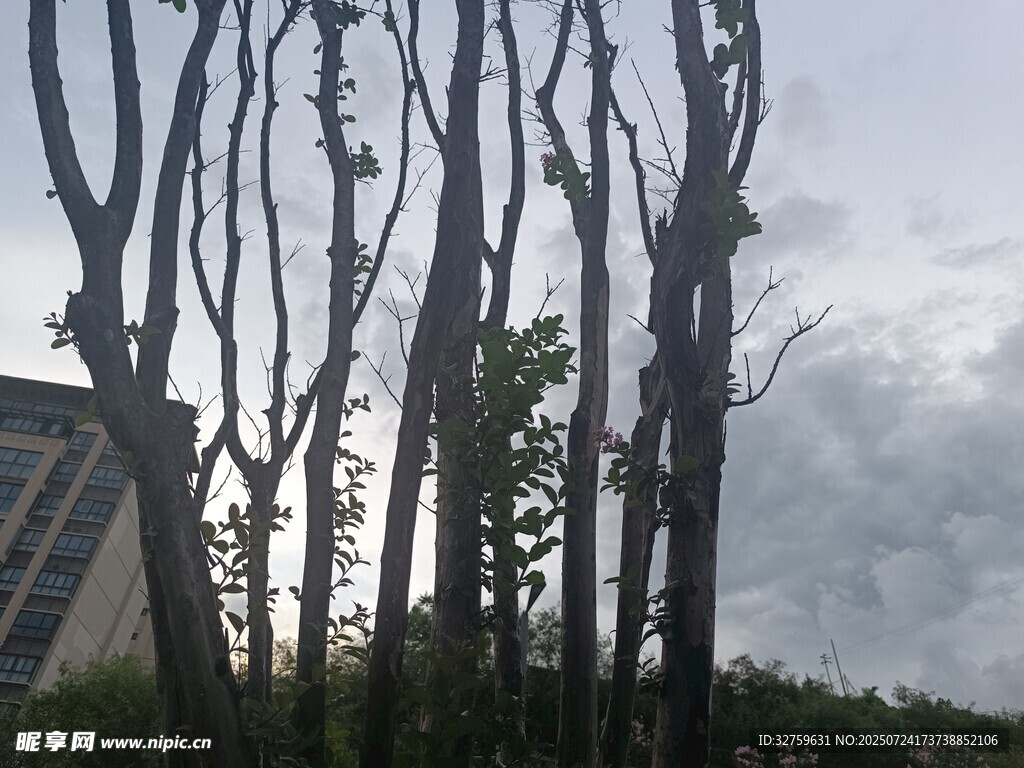 枯树林立于阴沉天空下