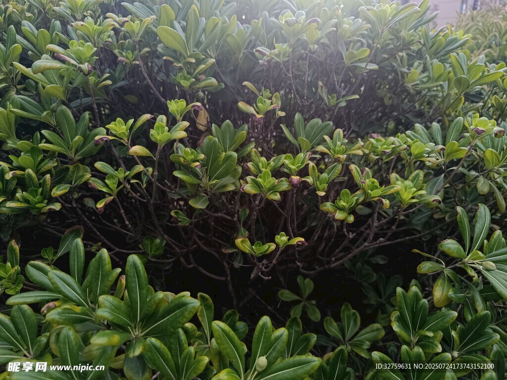 茂密绿植景观