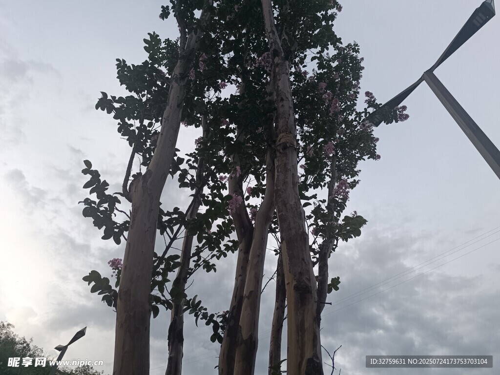 高耸树木与阴沉天空
