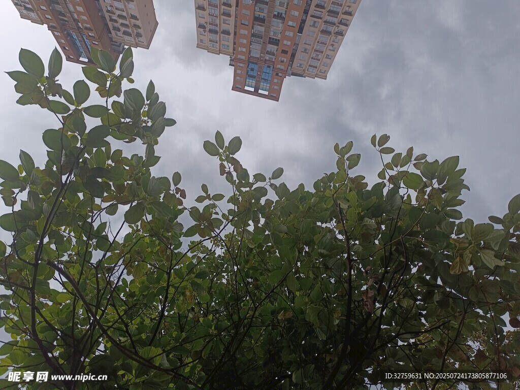 仰视绿树与高楼