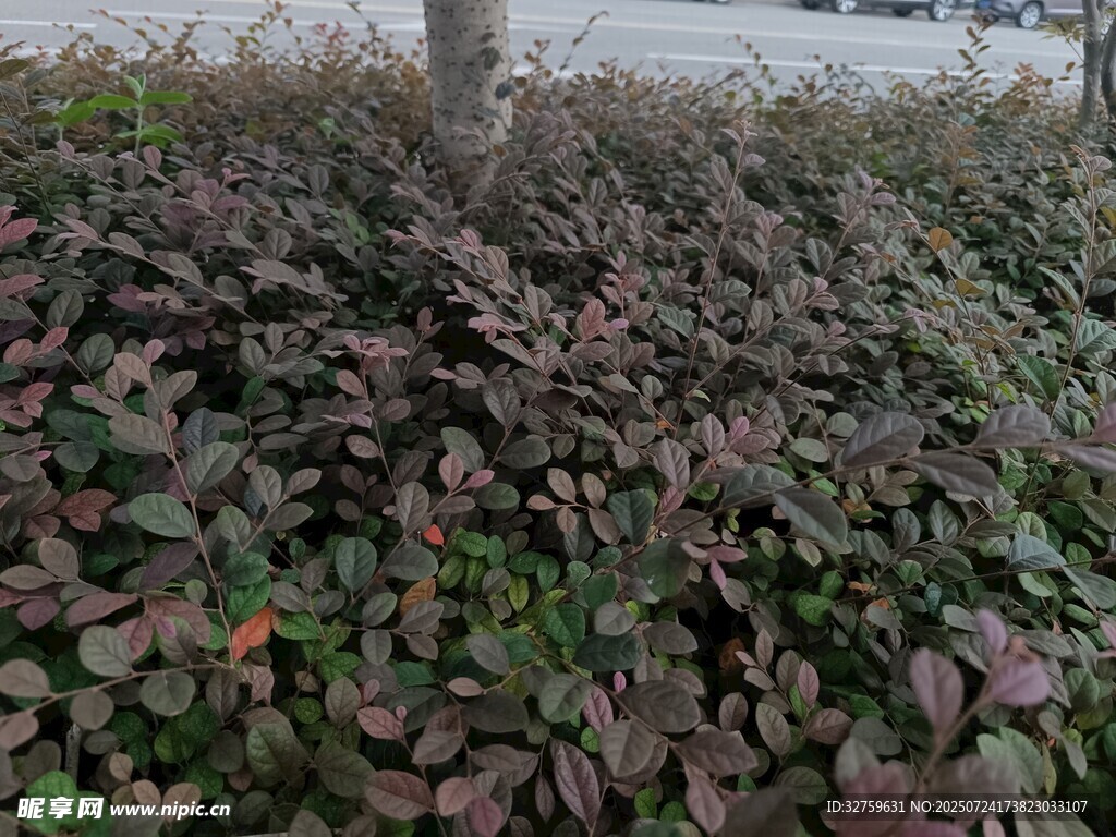 紫叶灌木丛景观