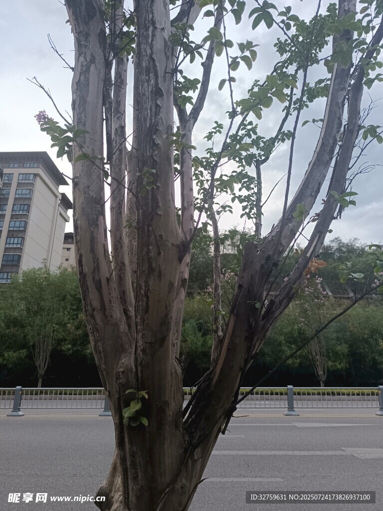 路边光秃树干与稀疏枝叶
