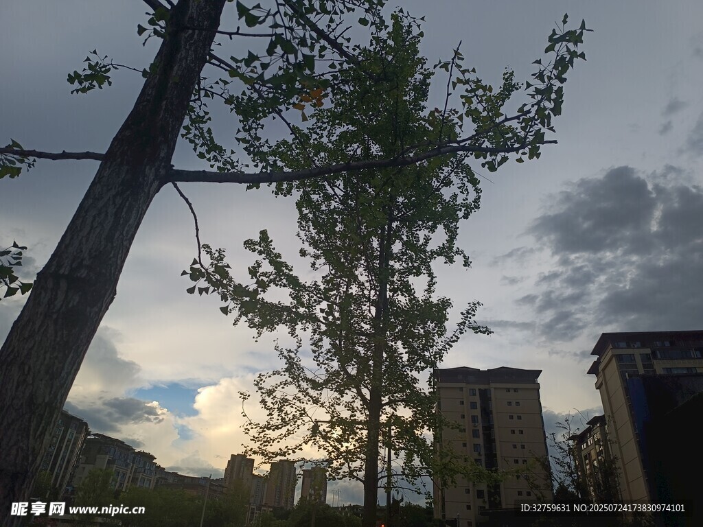 黄昏下的树木与建筑