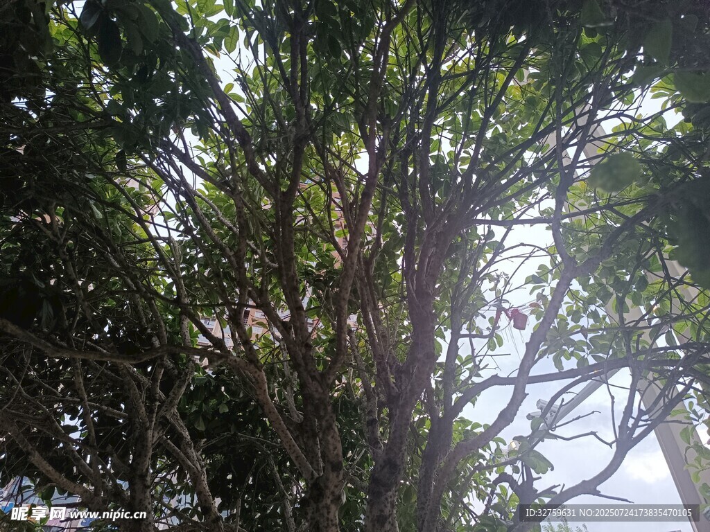 仰视繁茂大树