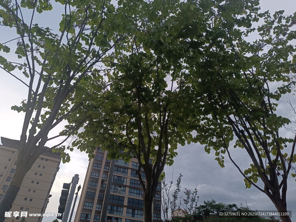 城市中茂盛的绿树景观