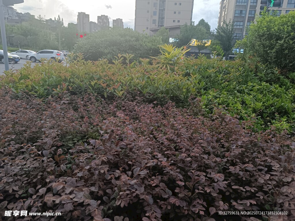 城市中的多彩植物景观