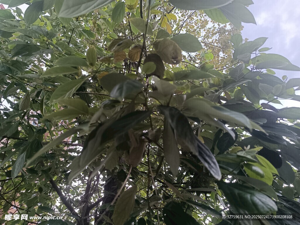 繁茂绿叶的树木景观