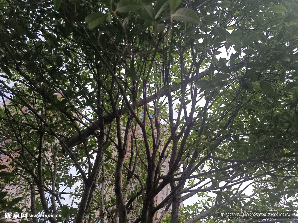 茂密树林中的繁茂枝叶