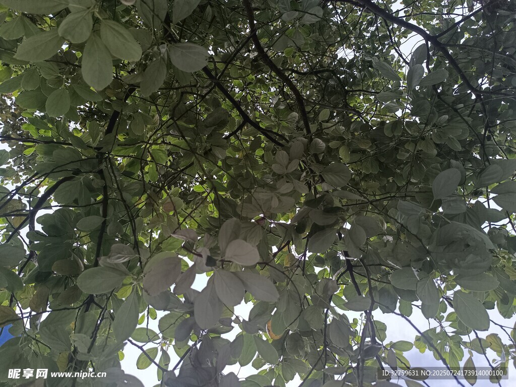 仰视繁茂枝叶间的天空
