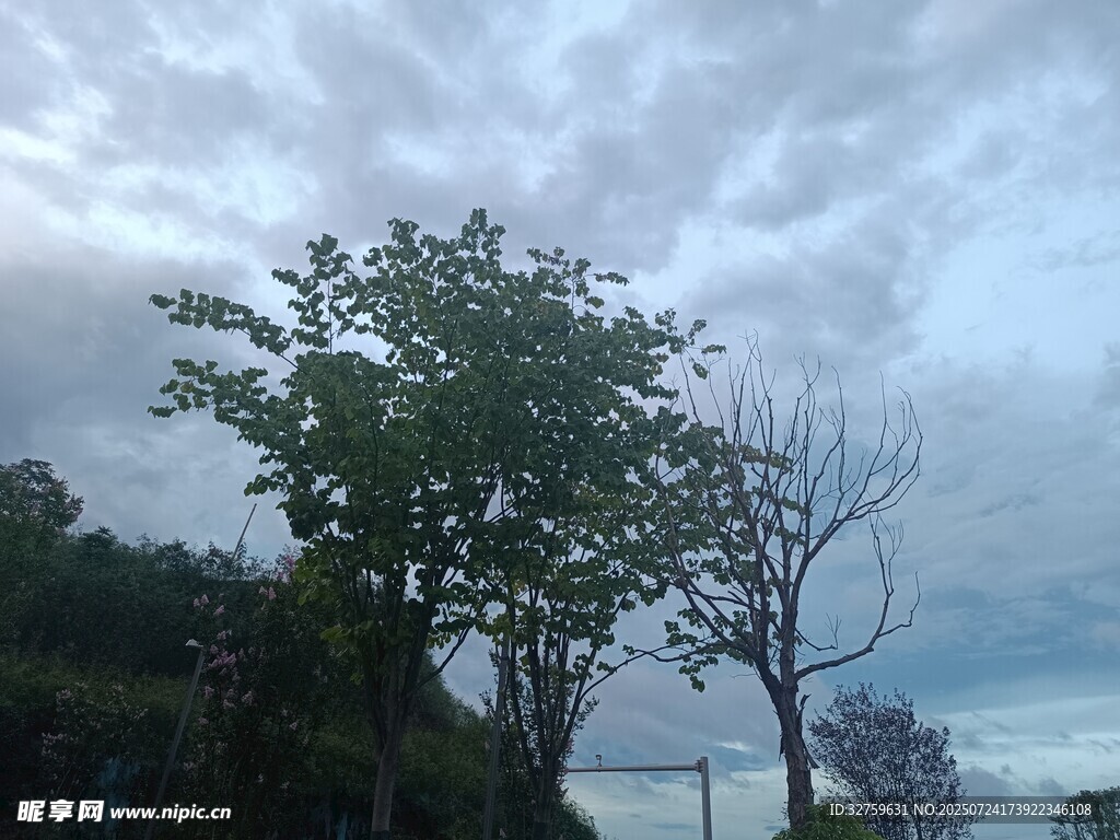 天空下的树木景致